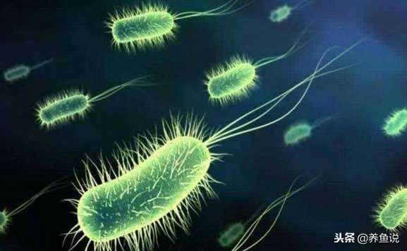 硝化细菌在养鱼时具体发挥什么作用？原来它们不只是一种细菌而已