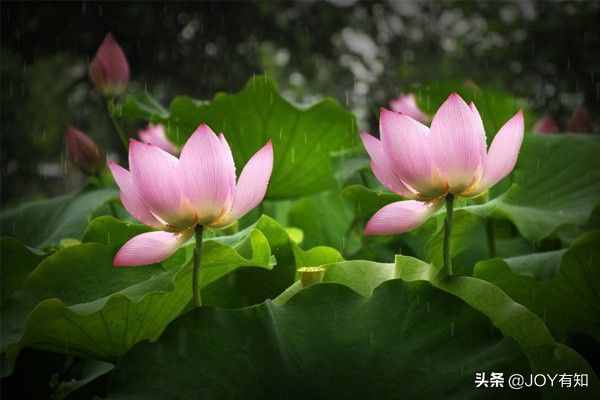 Photoshop从入门到精通:图章工具,教你用图章工具精美图像