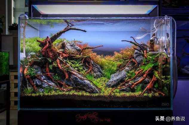 观赏鱼为啥跳出鱼缸自寻短见?了解鱼类身上的基因密码,避免损失