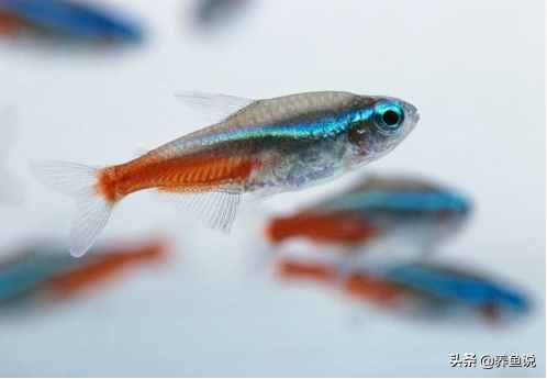 观赏鱼为啥跳出鱼缸自寻短见?了解鱼类身上的基因密码,避免损失