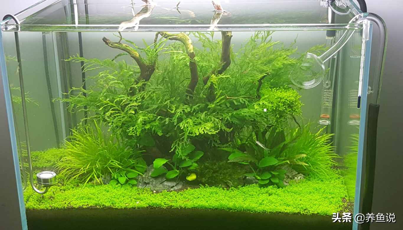 观赏鱼为啥跳出鱼缸自寻短见?了解鱼类身上的基因密码,避免损失