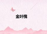 金叶槐