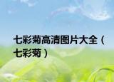 七彩菊高清图片大全（七彩菊）