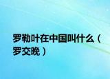 罗勒叶在中国叫什么（罗交晚）