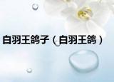 白羽王鸽子（白羽王鸽）