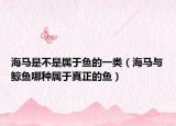 海马是不是属于鱼的一类（海马与鲸鱼哪种属于真正的鱼）