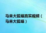 马来大狐蝠真实视频（马来大狐蝠）