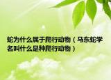 蛇为什么属于爬行动物（马东蛇学名叫什么是种爬行动物）