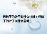 包粽子的叶子叫什么竹叶（包粽子的叶子叫什么若叶）