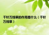 千针万线草的作用是什么（千针万线草）