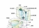马桶结构（马桶堵塞原因分析）