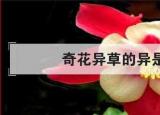 奇花异草的异的意思（奇花异草的异是什么意思优质）