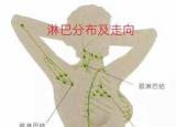腋窝淋巴（颈部淋巴 腋下淋巴按摩用处多）