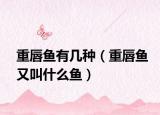 重唇鱼有几种（重唇鱼又叫什么鱼）
