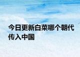 今日更新白菜哪个朝代传入中国