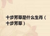 十步芳草是什么生肖（十步芳草）
