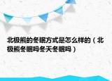 北极熊的冬眠方式是怎么样的（北极熊冬眠吗冬天冬眠吗）