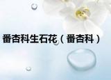 番杏科生石花（番杏科）