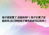 茄子皮发黄了,还能吃吗?（茄子长黄了还能吃吗,自己种的茄子黄色的皮可以吃吗）