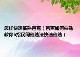 怎样快速催熟芭蕉（芭蕉如何催熟 教你5招民间催熟法快速催熟）