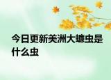 今日更新美洲大蠊虫是什么虫