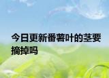 今日更新番薯叶的茎要摘掉吗