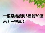 一根草绳绕树3圈剩30厘米（一根草）