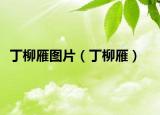 丁柳雁图片（丁柳雁）