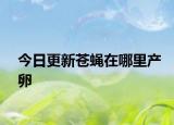 今日更新苍蝇在哪里产卵