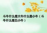 斗牛什么是大牛什么是小牛（斗牛什么是五小牛）