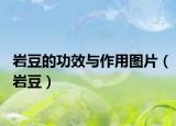 岩豆的功效与作用图片（岩豆）