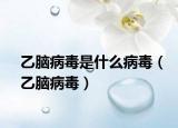 乙脑病毒是什么病毒（乙脑病毒）