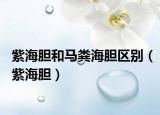 紫海胆和马粪海胆区别（紫海胆）