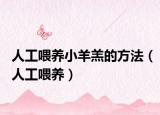 人工喂养小羊羔的方法（人工喂养）