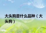 大头狗是什么品种（大头狗）