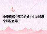 中华鲟哪个部位的好（中华鲟哪个部位有毒）
