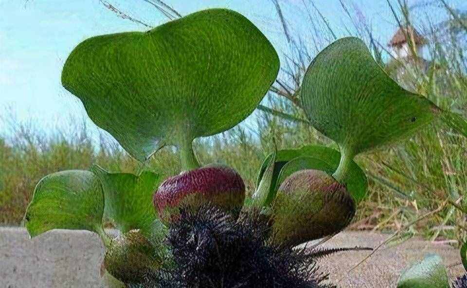 在我国泛滥的水葫芦，弱点实在太好笑，只用一招就能将它们团灭