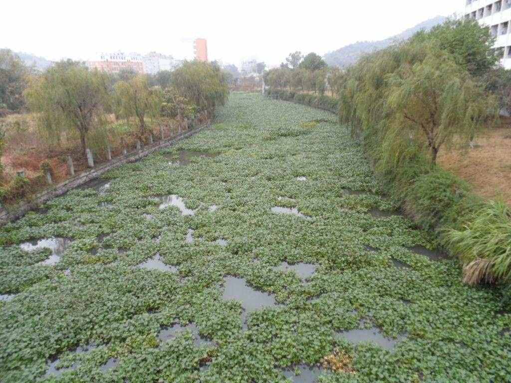 在我国泛滥的水葫芦，弱点实在太好笑，只用一招就能将它们团灭