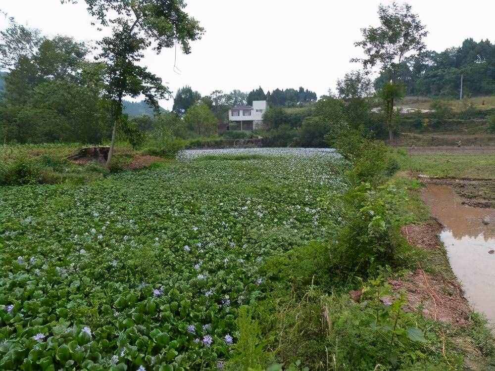 在我国泛滥的水葫芦，弱点实在太好笑，只用一招就能将它们团灭