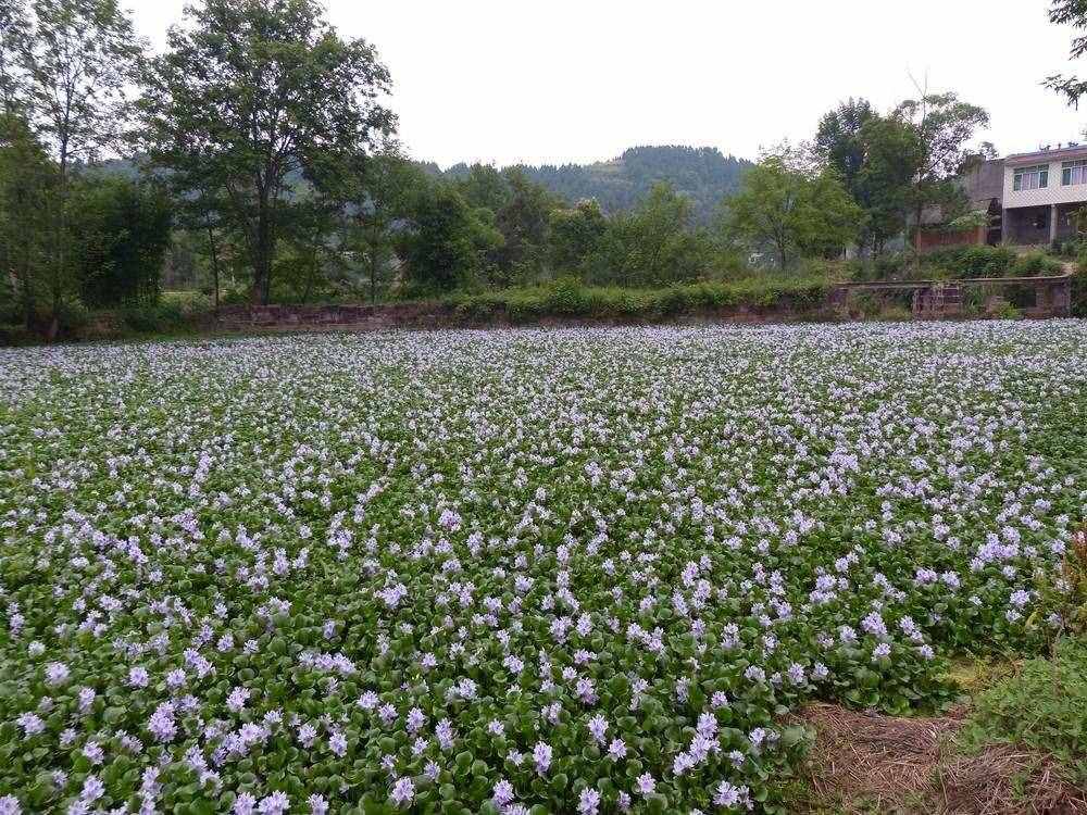 在我国泛滥的水葫芦，弱点实在太好笑，只用一招就能将它们团灭