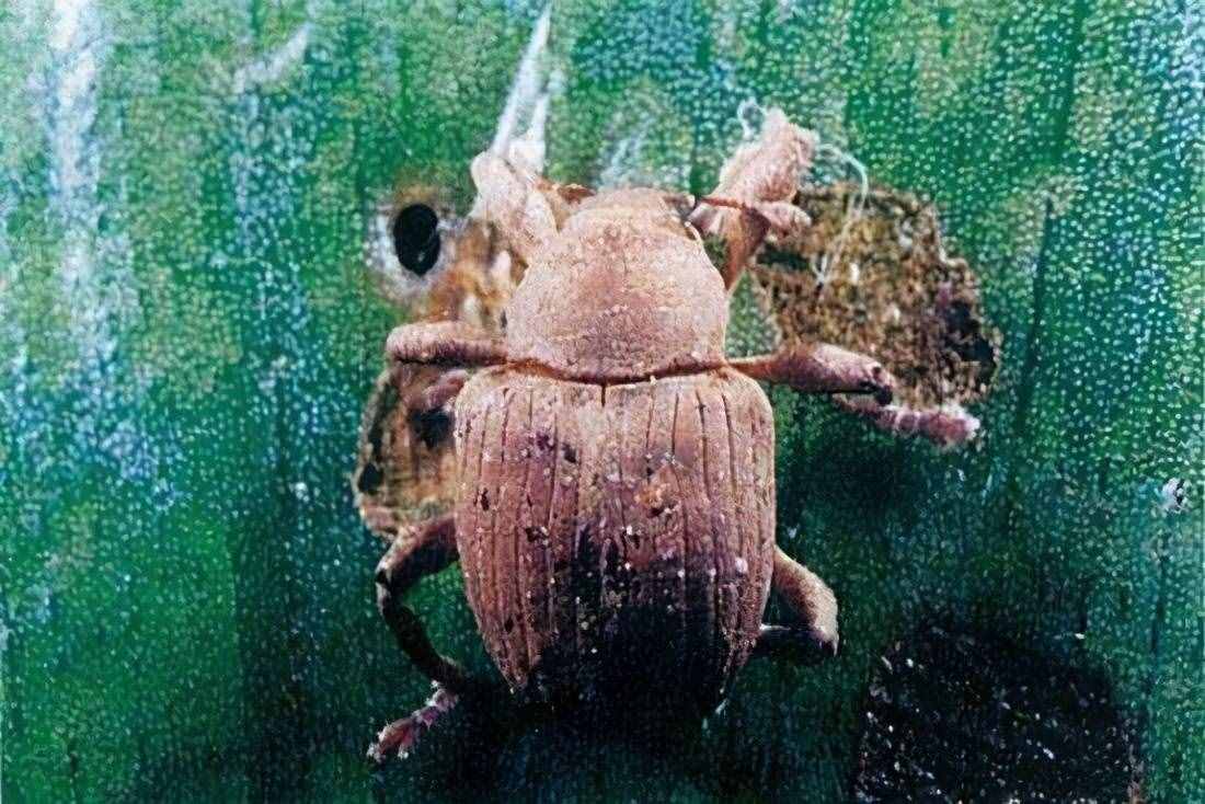 在我国泛滥的水葫芦，弱点实在太好笑，只用一招就能将它们团灭