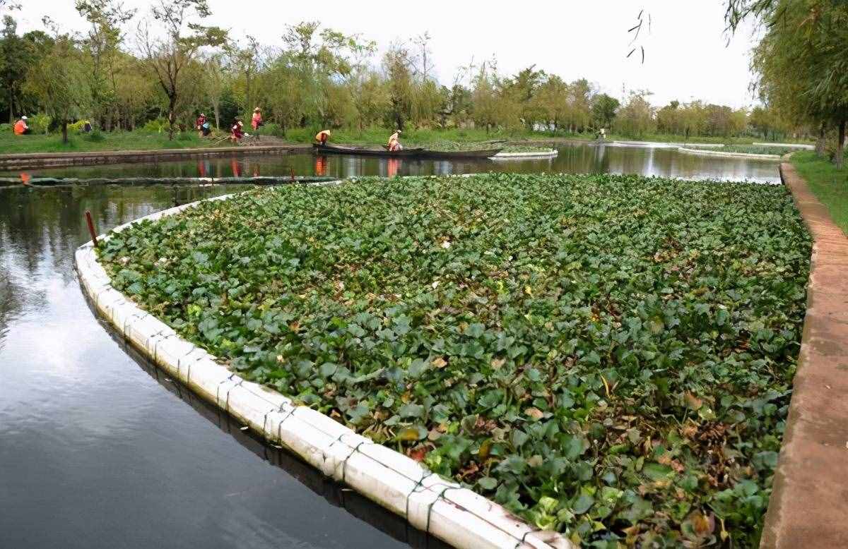 在我国泛滥的水葫芦，弱点实在太好笑，只用一招就能将它们团灭