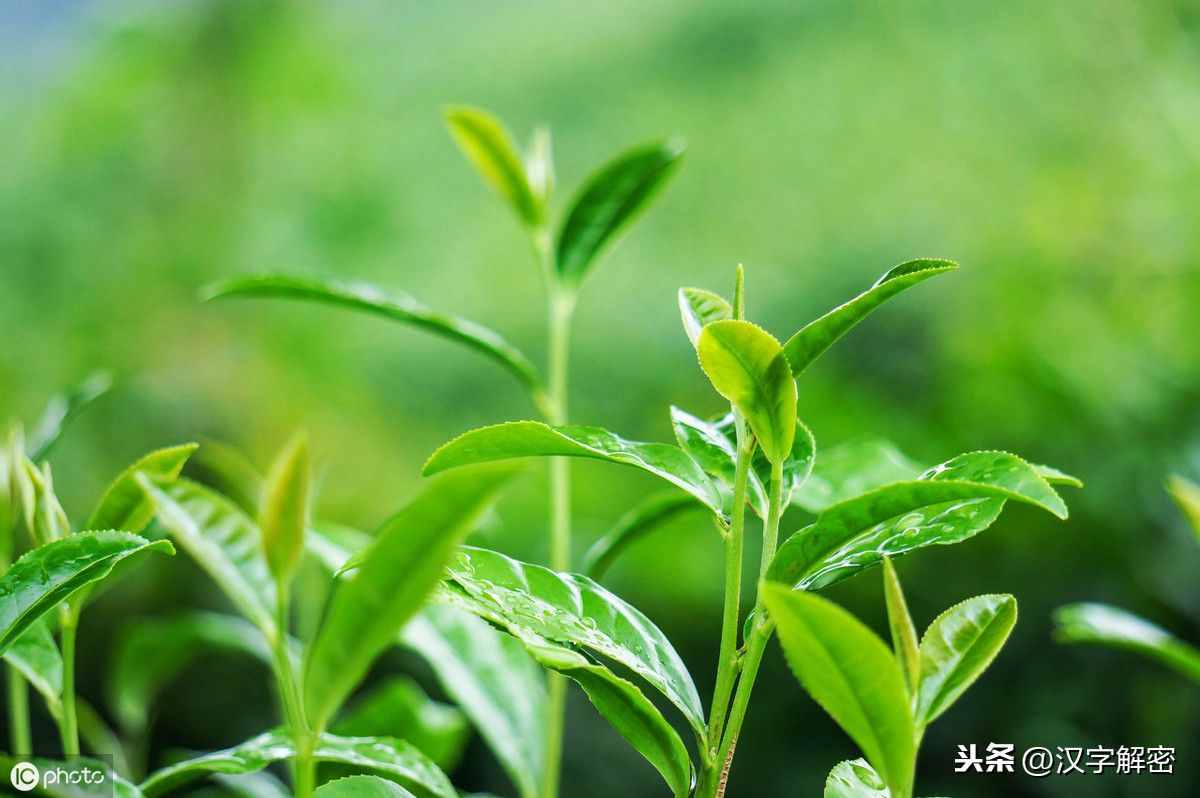 乾隆亲自册封的“御茶”，如今卖天价，网友：价格贵的理所当然