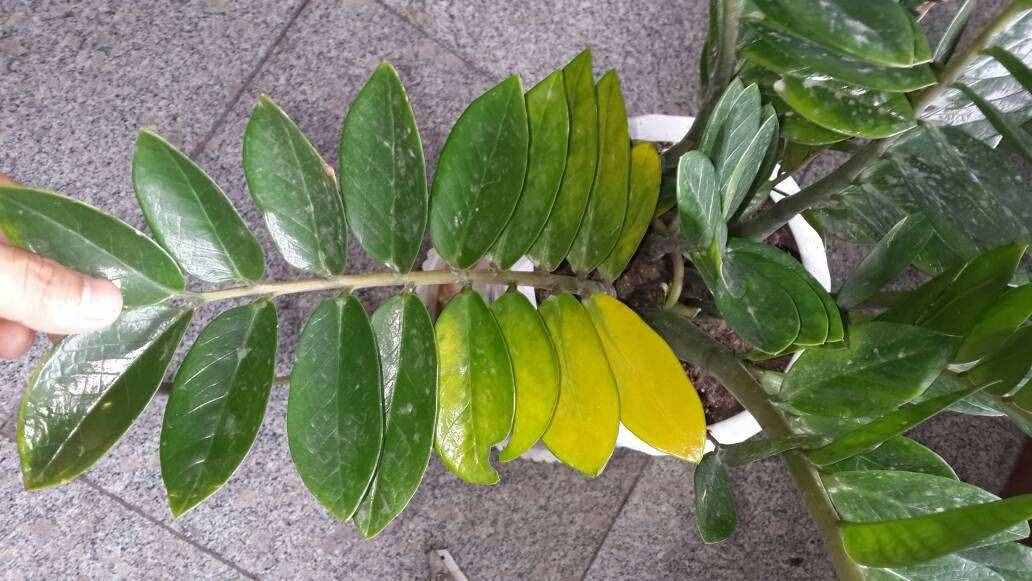 烂根的金钱树别急着扔，3种方法，能让它“起死回生”