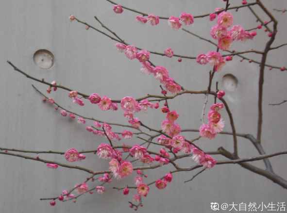 你是哪天出生，专属你的生日花就是（上）