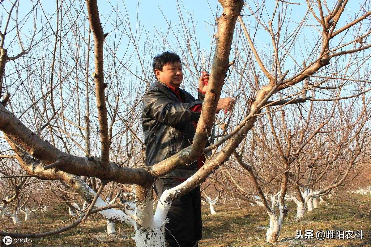 这个药具有超强抑病菌作用。被誉为瓜农的保护神 ，枯萎病的克星