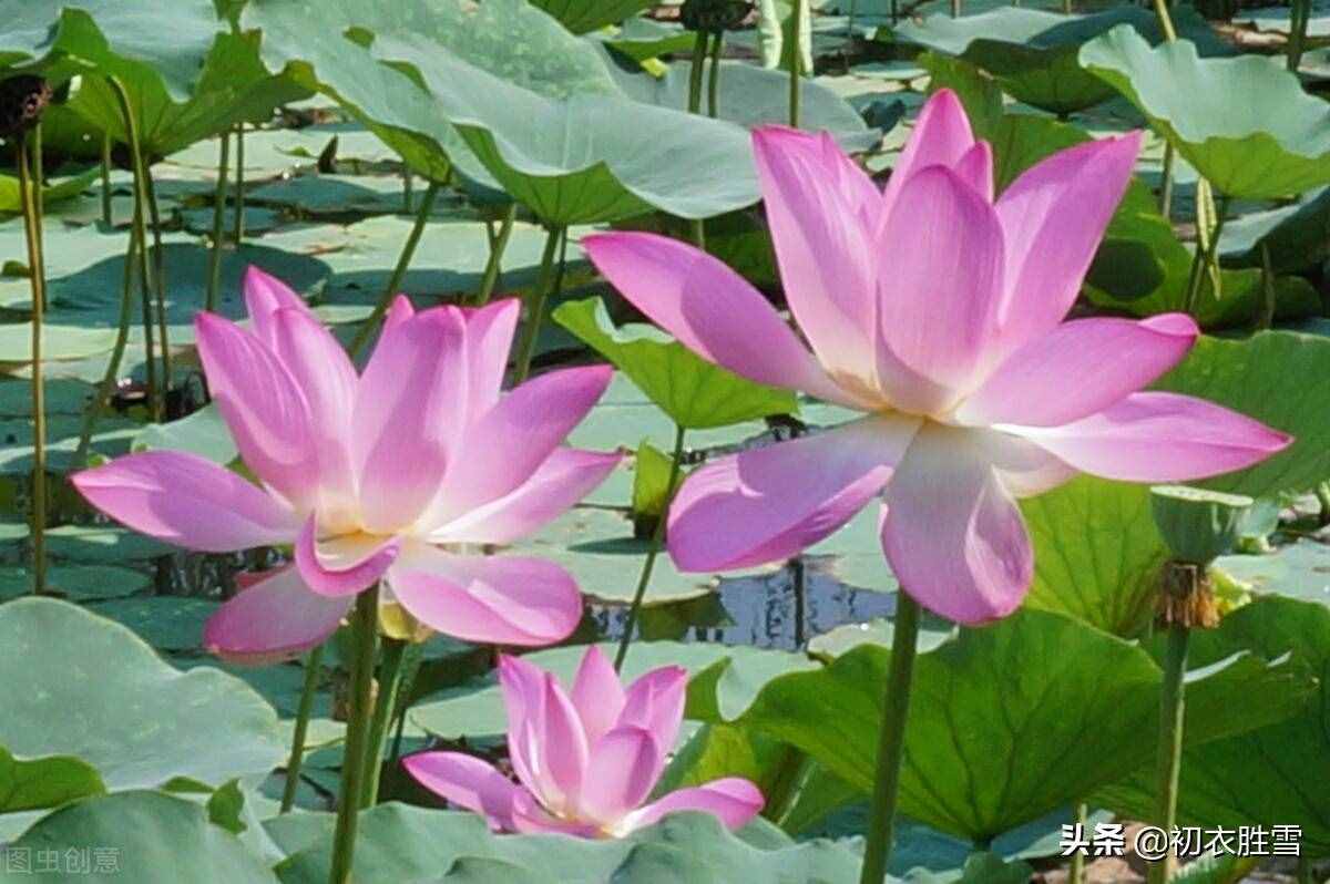荷花并没有青色的，李白为什么称自己为，青莲居士？