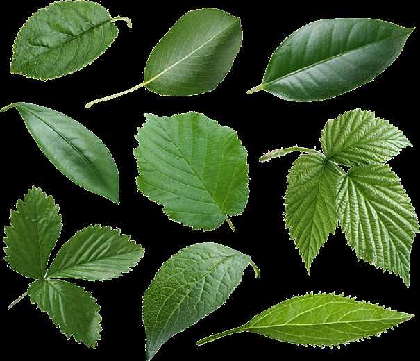 叶子的形状,为什么能千差万别呢?