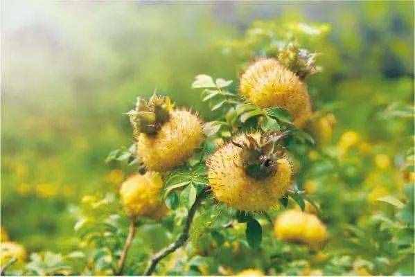 从0到5亿元，贵州刺梨要成为下一个广药王老吉？