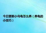 今日更新小乌龟怎么养（养龟的小技巧）